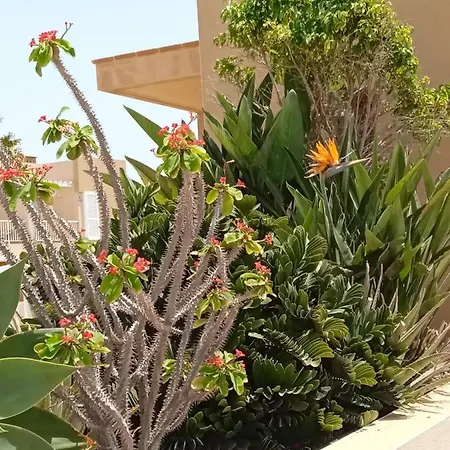 Carrylll Apartment Santa Cruz de Tenerife